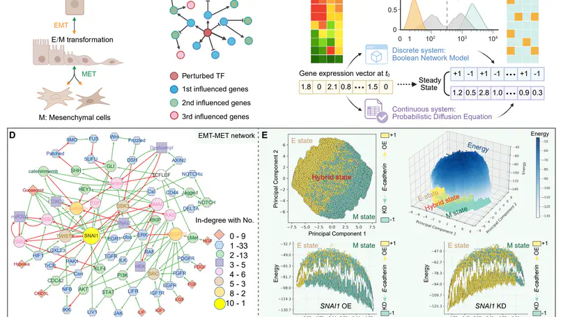 Cell dynamics on energy landscape: Comparing attractor detection in Boolean network and diffusion-based models under in silico gene perturbations