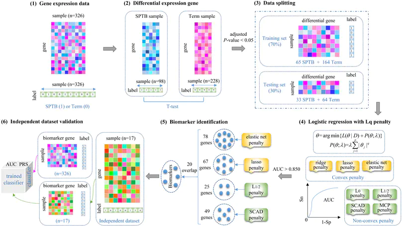 Biomarker discovery for predicting spontaneous preterm birth from gene expression data by regularized logistic regression
