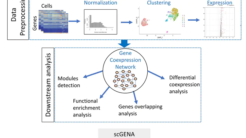 scGENA: A single-cell gene coexpression network analysis framework for clustering cell types and revealing biological mechanisms